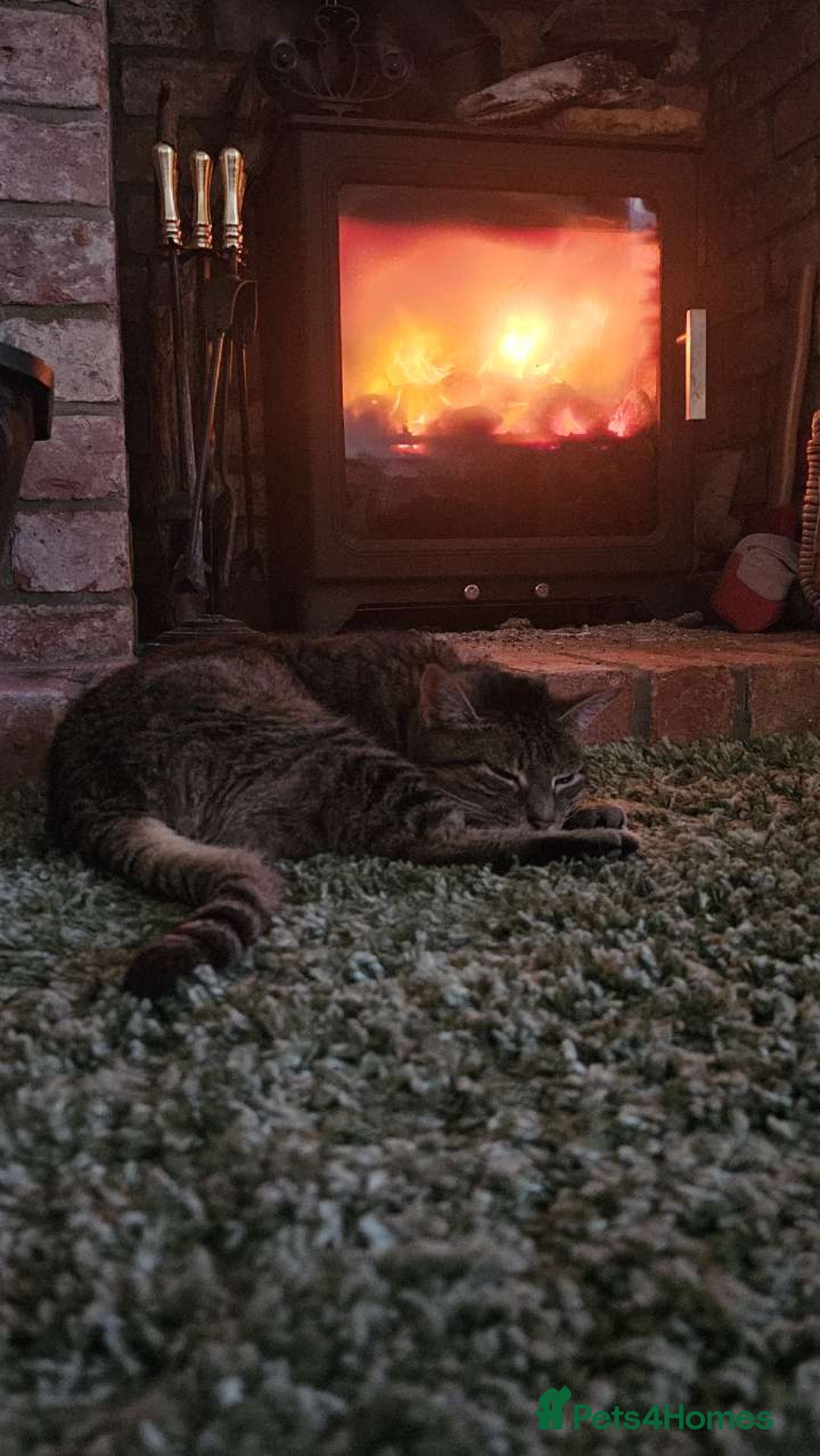 Mixed Breed cats for sale: Older lady needing a new home - Advert 9