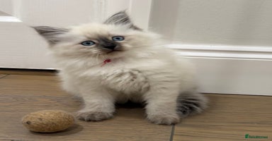 Siberian cats Siberian Neva Masquerade kittens GCCF - Advert 3