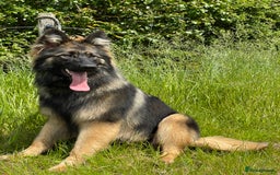 German Shepherd dogs for sale: GERMAN SHEPHERD LONG COATED PUPPIES - Image 15