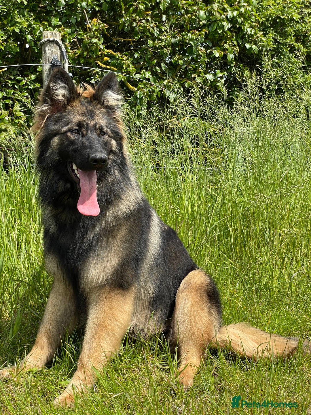 German Shepherd dogs for sale: GERMAN SHEPHERD LONG COATED PUPPIES - Image 15