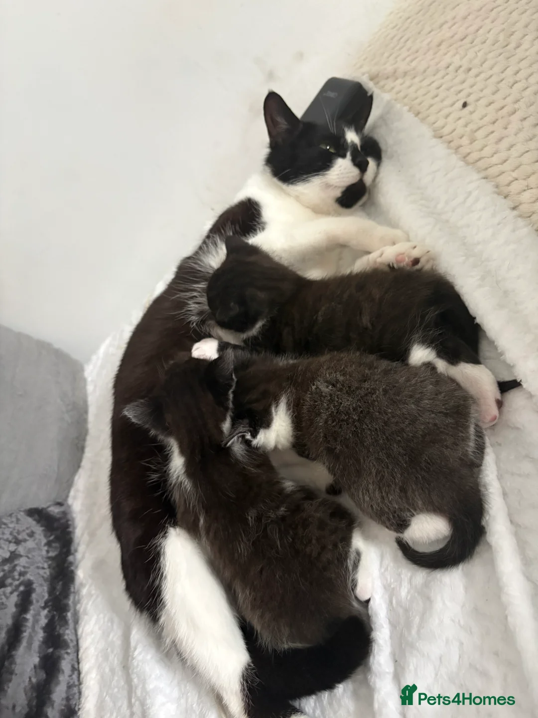 Mixed Breed cats for sale: 5 kittens ready for a loving home in Stoke-on-Trent - Advert 2