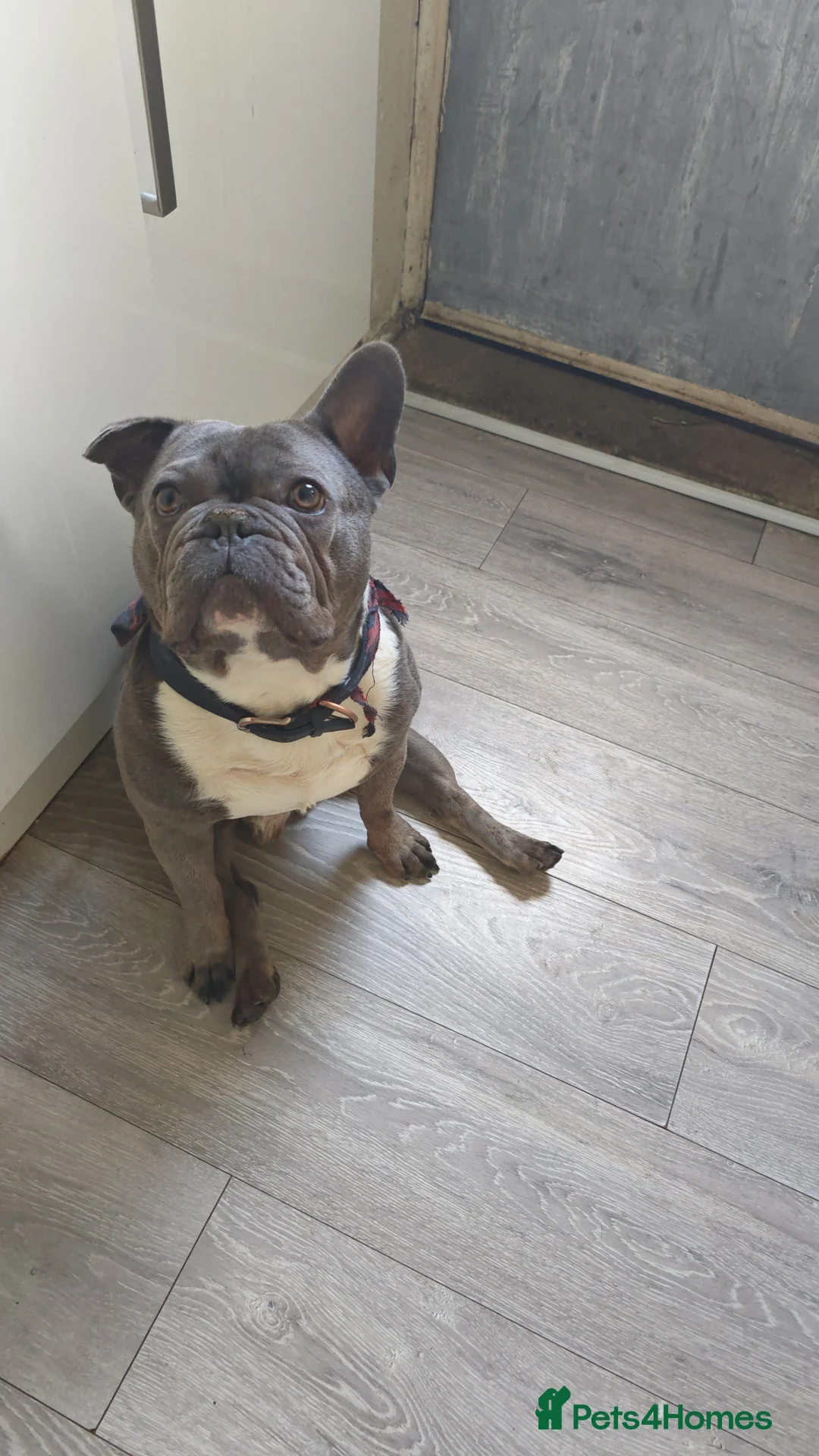 French Bulldog dogs for sale: 6 year old male frenchie - Advert 1