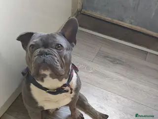 French Bulldog dogs 6 year old male frenchie - Advert 13