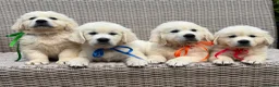 Golden Retriever dogs for sale: KC Cream litter from great health tested parents  - Advert 8