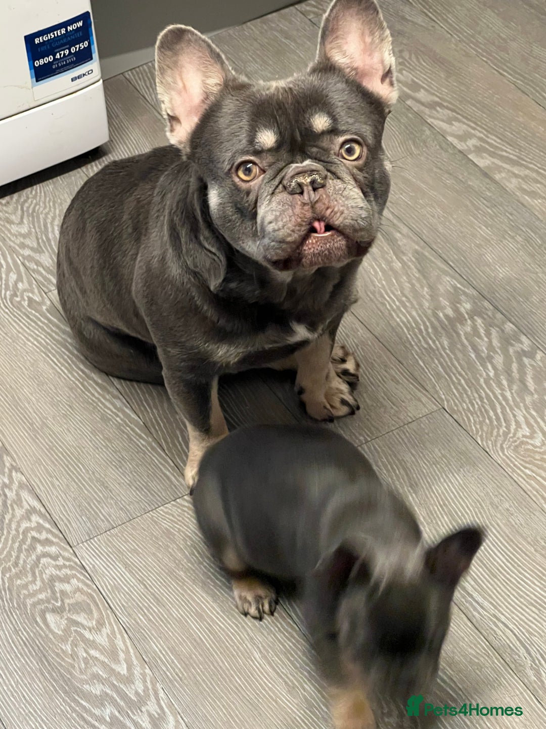 French Bulldog dogs for sale: Adorable 3-Year-Old Male & Female French Bulldog - Advert 19