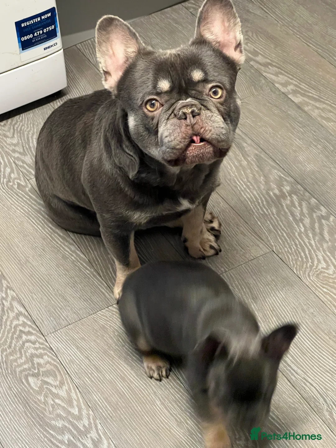 French Bulldog dogs for sale: Adorable 3-Year-Old Male & Female French Bulldog - Advert 19