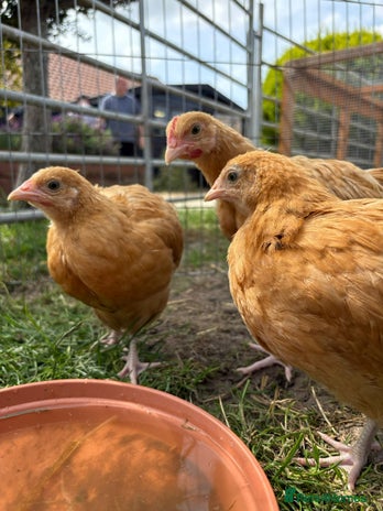Chickens poultry for sale - Advert 3