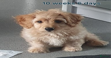 Cavapoochon dogs - Advert 2