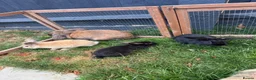 Mini Lion Lop rabbits for sale: Adorable bunnies for sale  - Advert 11