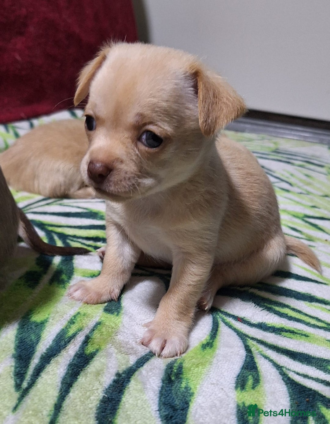 Chihuahua dogs for sale: KC Chihuahua Baby Girls - Advert 12