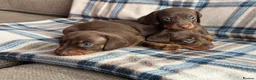 Miniature Dachshund dogs for sale: Miniature dachshunds chocolate and tan  - Advert 8
