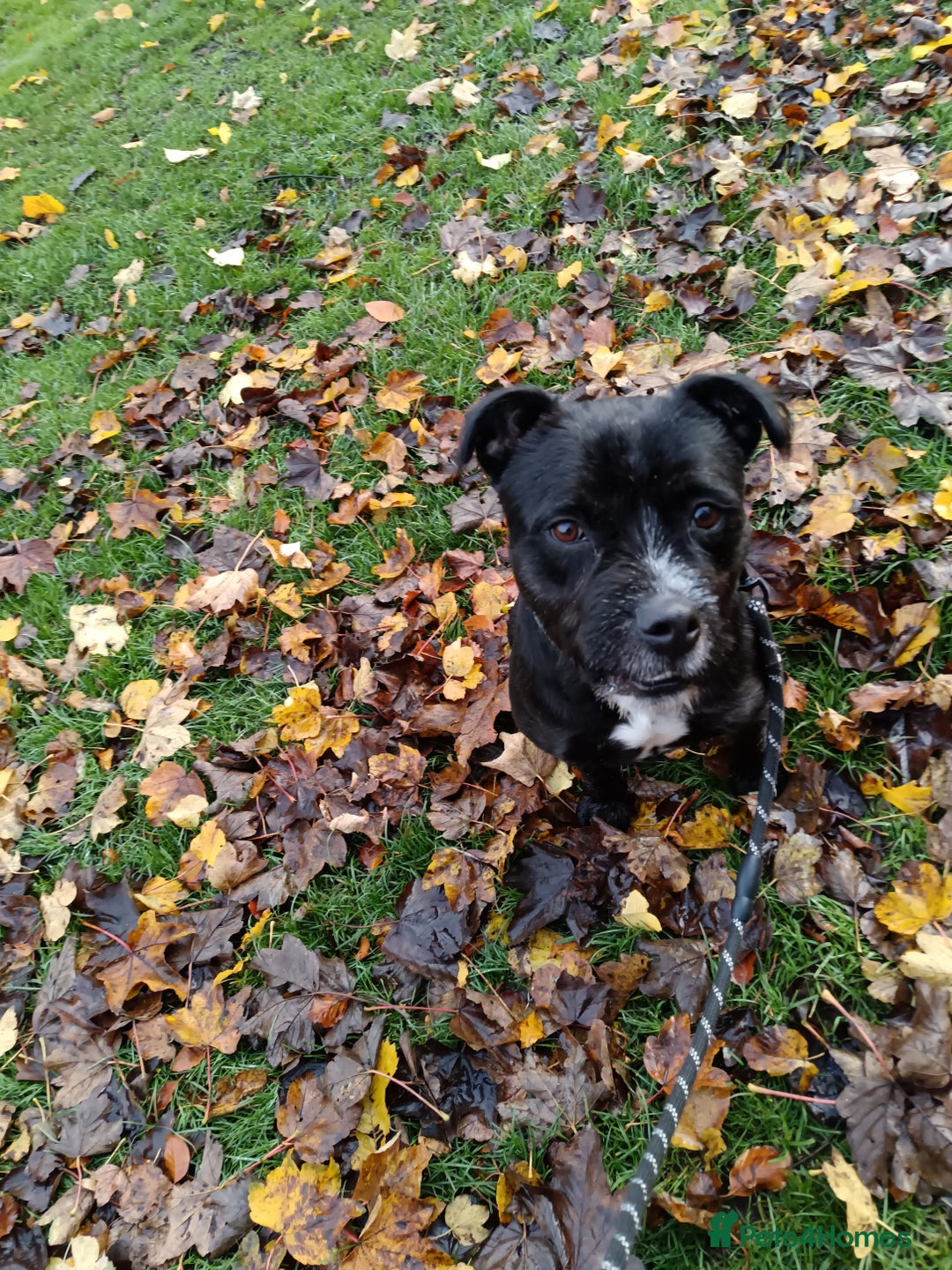Mixed Breed dogs for sale: Meet Teddy devastated to have to rehome - Advert 4