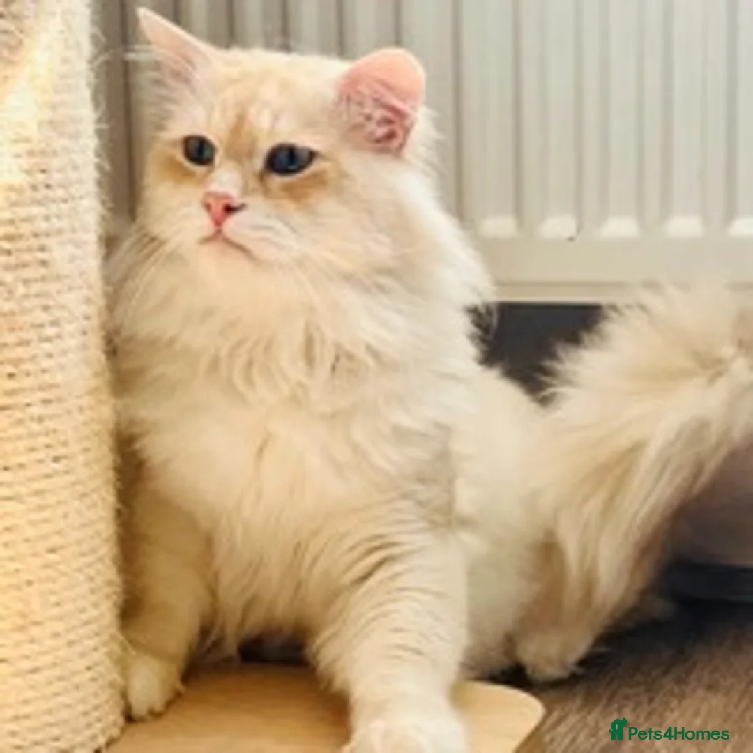 Siberian cats for stud: Siberian Neva Masquerade Available For Stud in Leeds - Advert 2