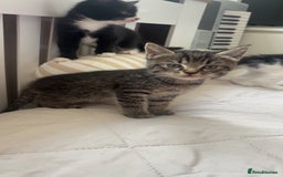 Mixed Breed cats for sale: 3 Female Kittens Available  - Image 2