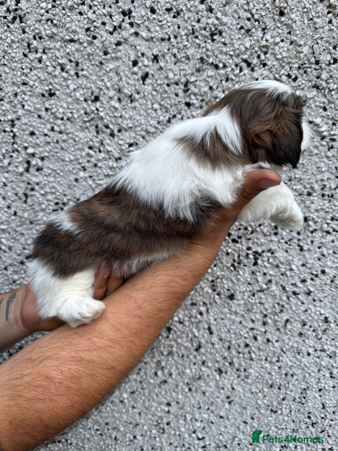 Shih Tzu dogs for sale: Beautiful Shih Tzu puppies  - Image 16