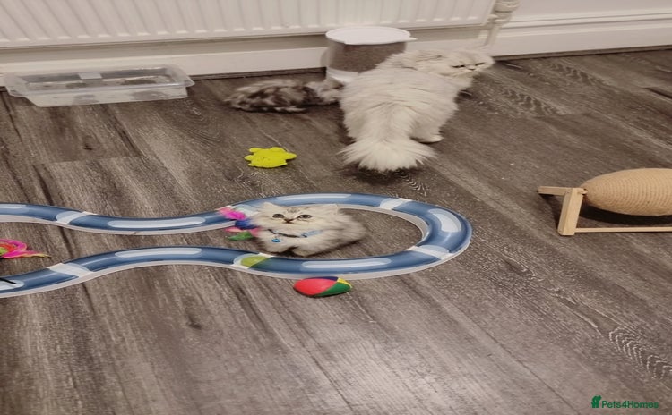 Persian cats - Advert 10