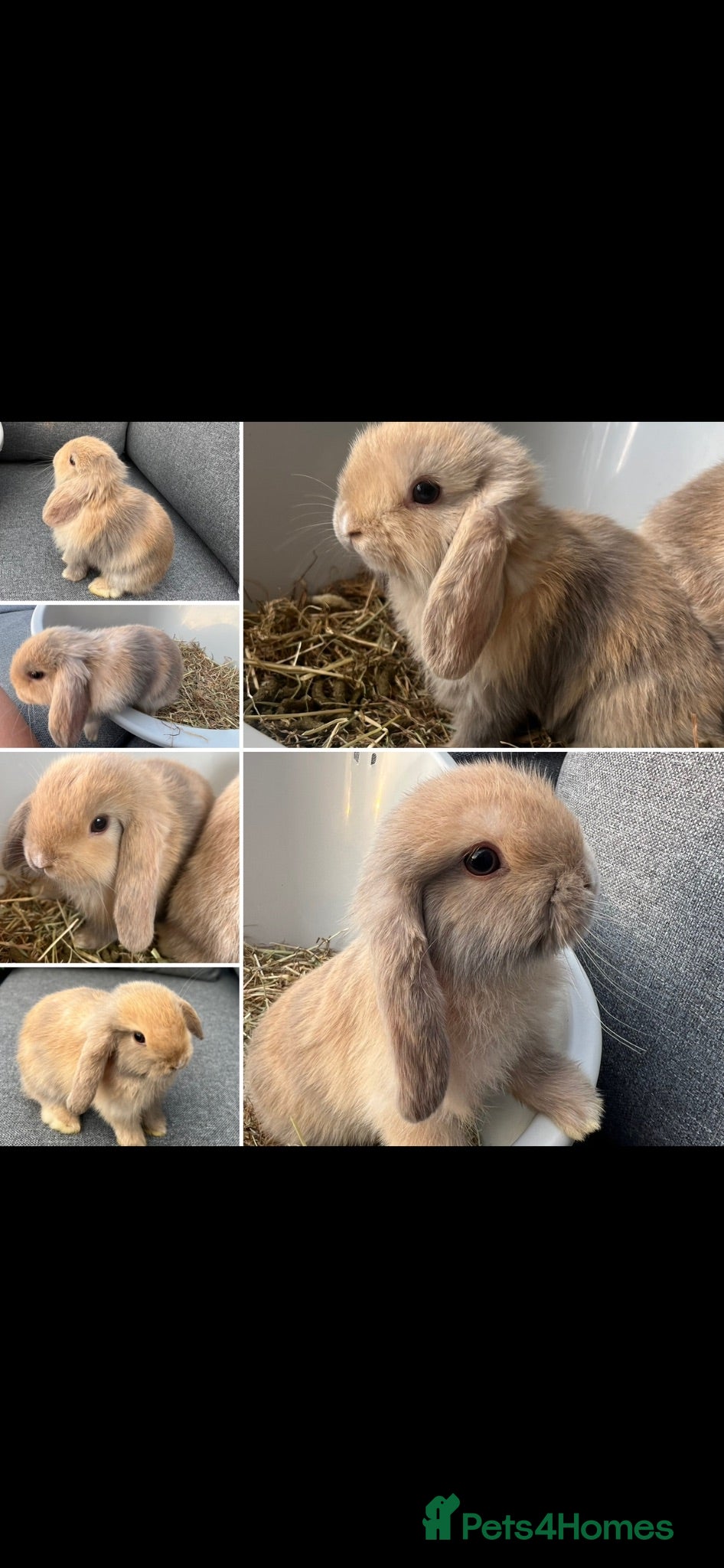 Mini Lop rabbits Ready to leave- 2 boys! Pure breed Mini Lops - Advert 11