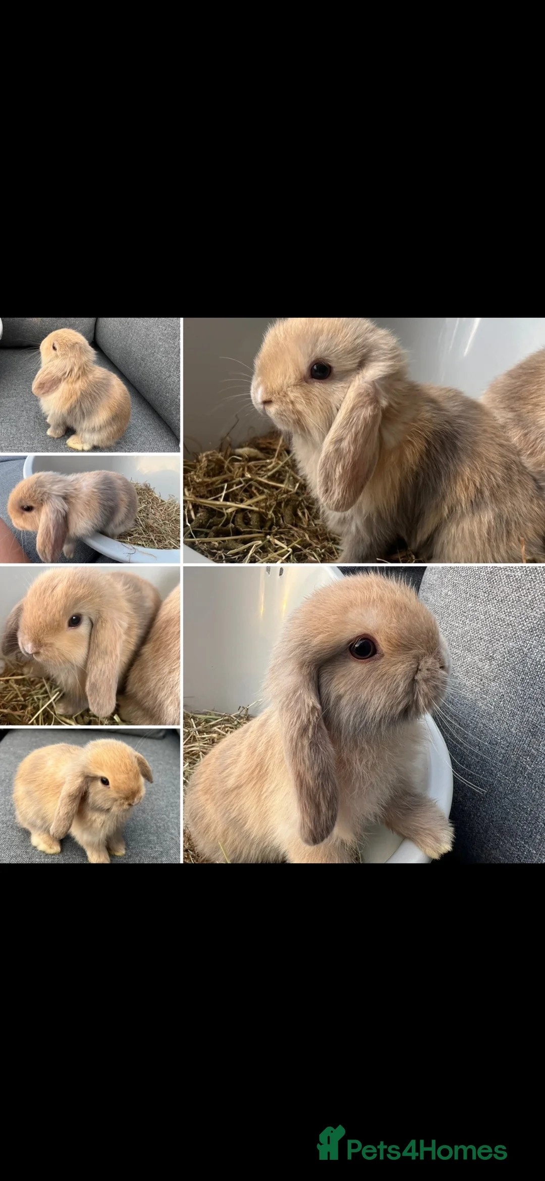 Mini Lop rabbits for sale: Ready to leave- 2 boys! Pure breed Mini Lops - Advert 1