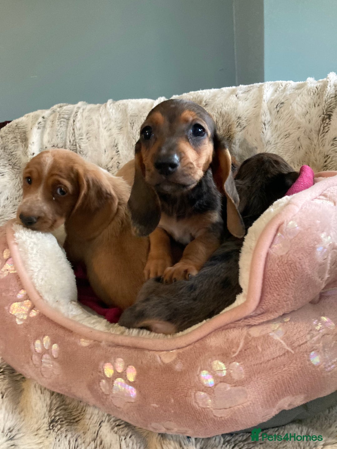 Mixed Breed dogs for sale: Dachshund x basset hound  - Image 8