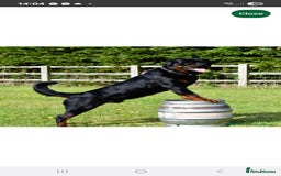 Rottweiler dogs for sale: KC & Fully Health Tested Rottweiler Puppies - Image 19