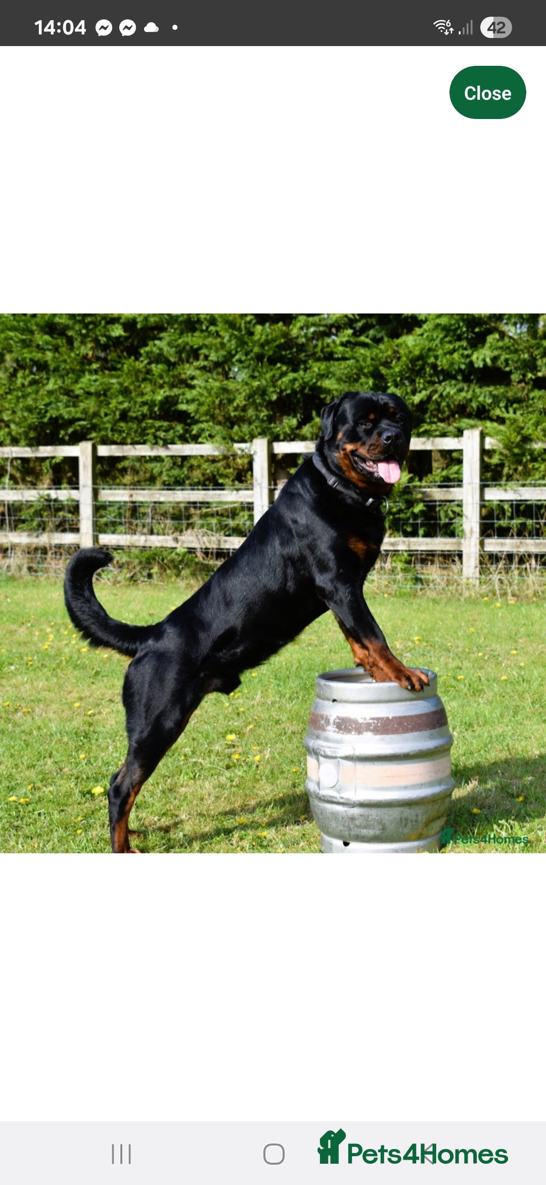 Rottweiler dogs for sale: KC & Fully Health Tested Rottweiler Puppies - Image 19