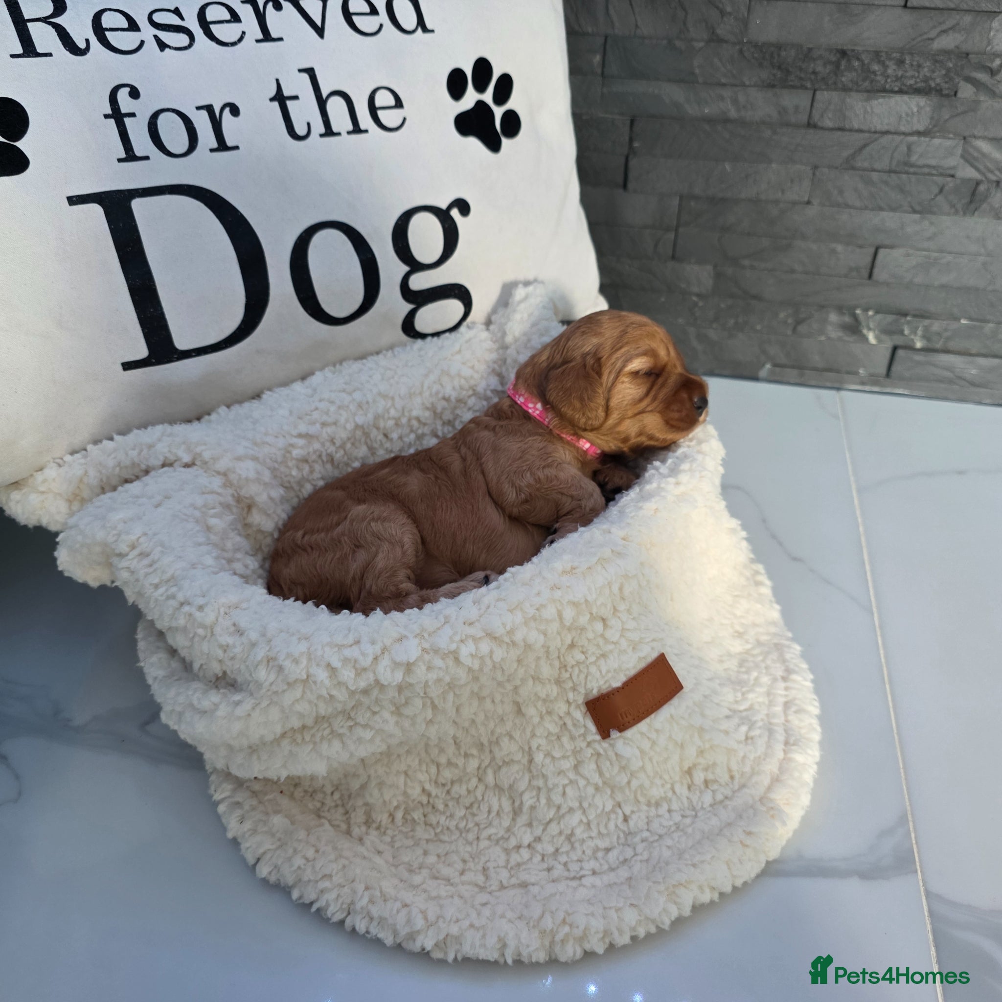 Cockapoo dogs for sale: Adorable f2 cockapoo  in Swadlincote - Advert 7