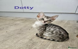 Bengal cats for sale: 2 stunning unique snow bengal kittens left  - Image 9