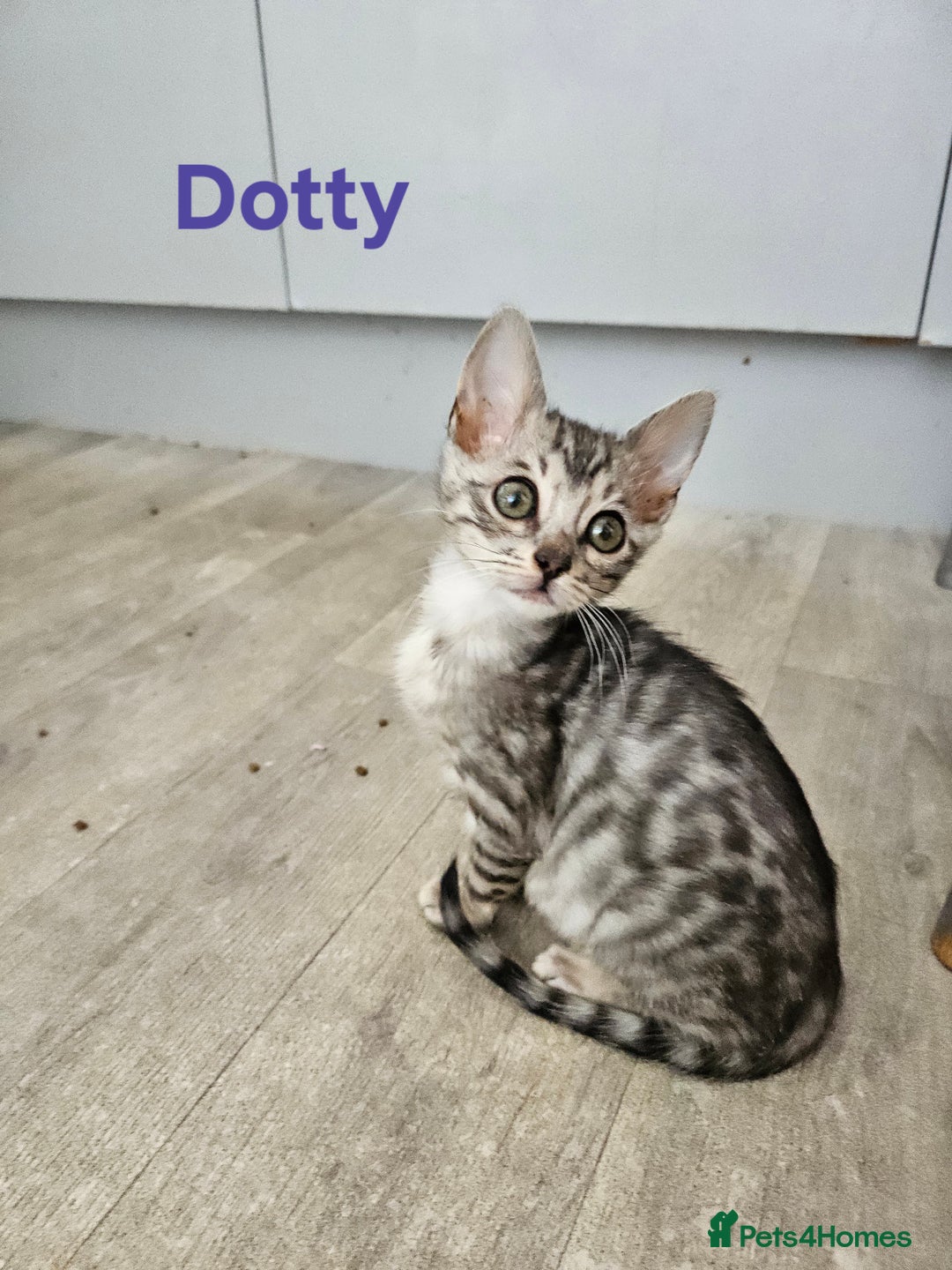 Bengal cats for sale: 2 stunning unique snow bengal kittens left  - Image 9