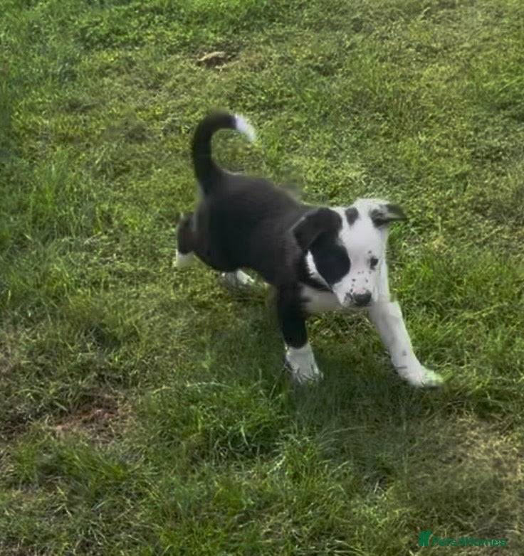 Border Collie dogs 2 female collie Pups - Advert 2