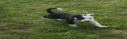 Border Collie dogs for sale: 2 female collie Pups in Abergavenny - Advert 2