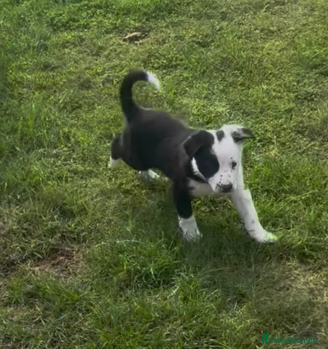 Border Collie dogs for sale: 2 female collie Pups in Abergavenny - Advert 2