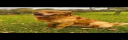 Golden Retriever dogs for sale: KC Golden Retrievers - Health Tested & Home Raised in Trowbridge - Advert 9