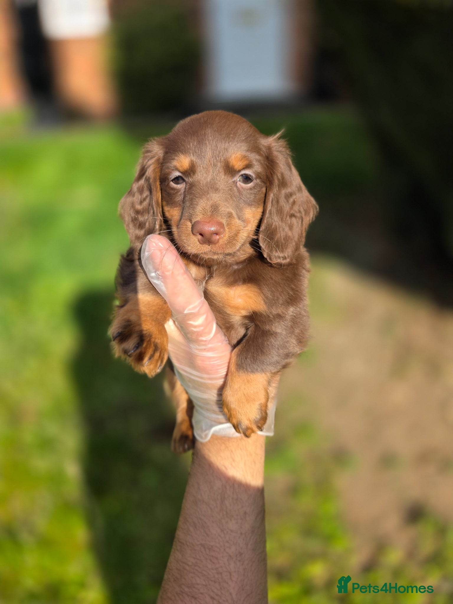 Miniature Dachshund dogs PRICE DROP!!! Long Coat Mini Dachshunds😍  - Advert 5