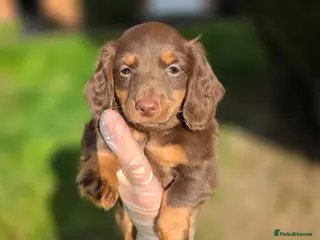 Miniature Dachshund dogs PRICE DROP!!! Long Coat Mini Dachshunds😍 - Advert 5