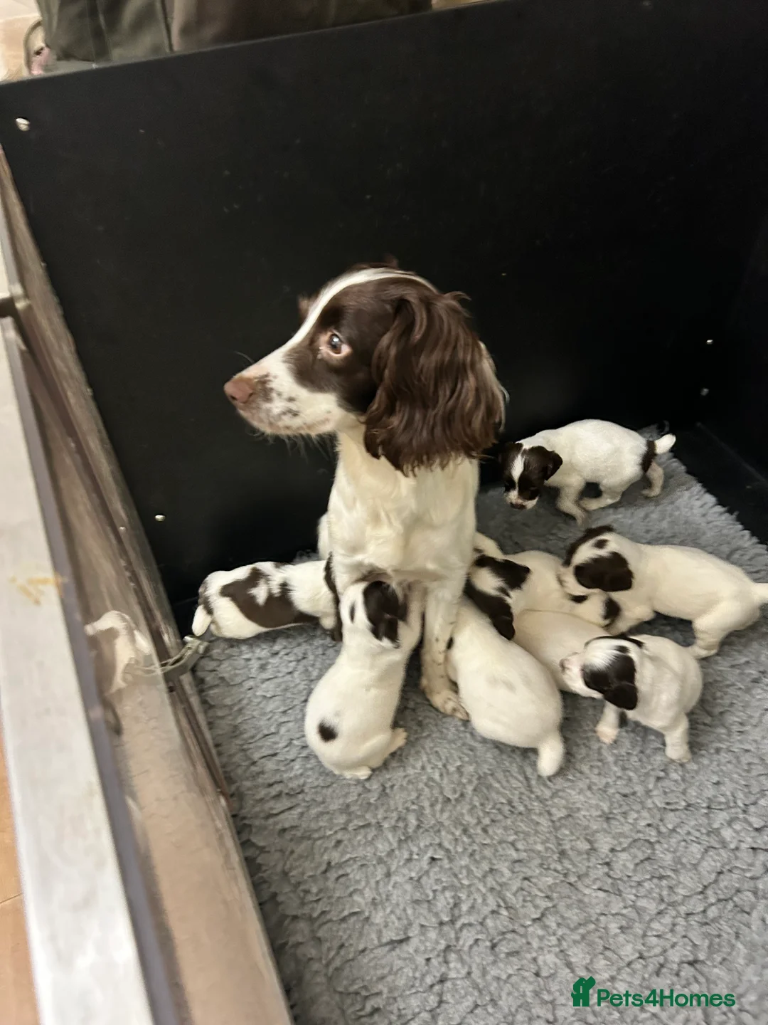 English Springer Spaniel dogs for sale: 3 beautiful male springs spaniels for sale  in Chorley - Advert 1