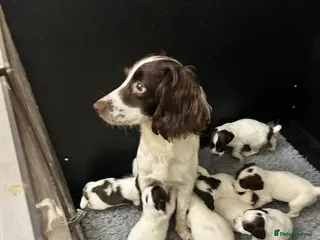 English Springer Spaniel dogs 3 beautiful male springs spaniels for sale in Chorley - Advert 7