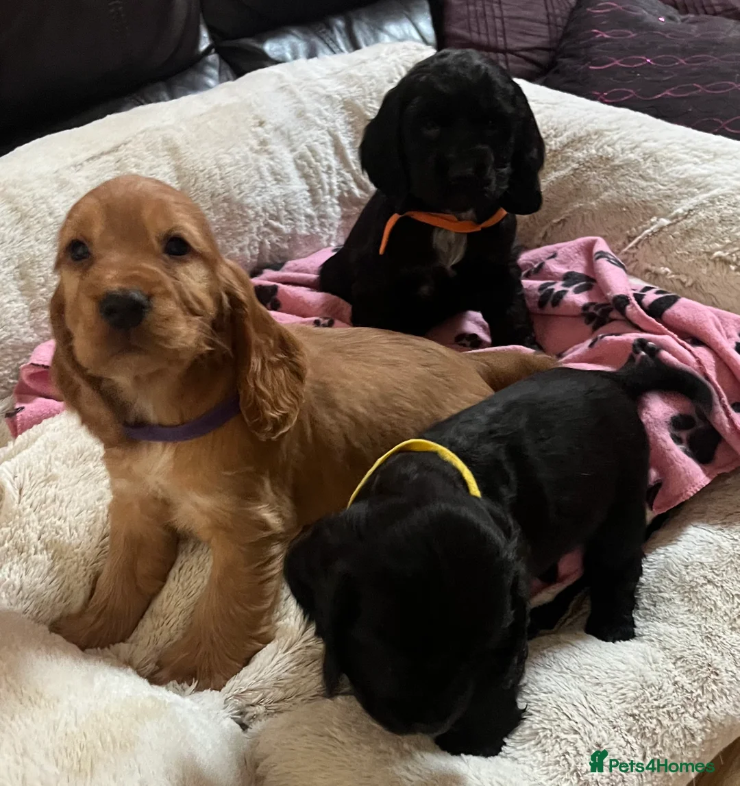 Cocker Spaniel dogs for sale: Stunning show type cocker spaniel puppies  - Advert 9