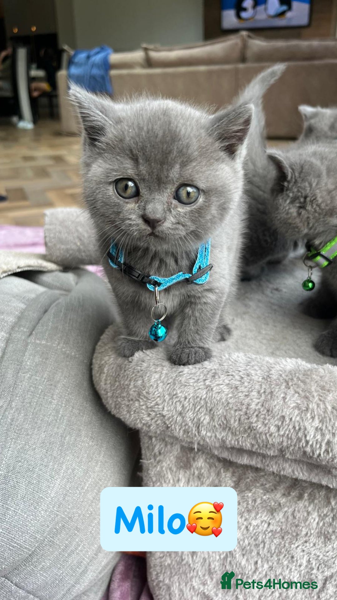British Shorthair cats for sale: GCCF British Shorthair kittens  - Image 14