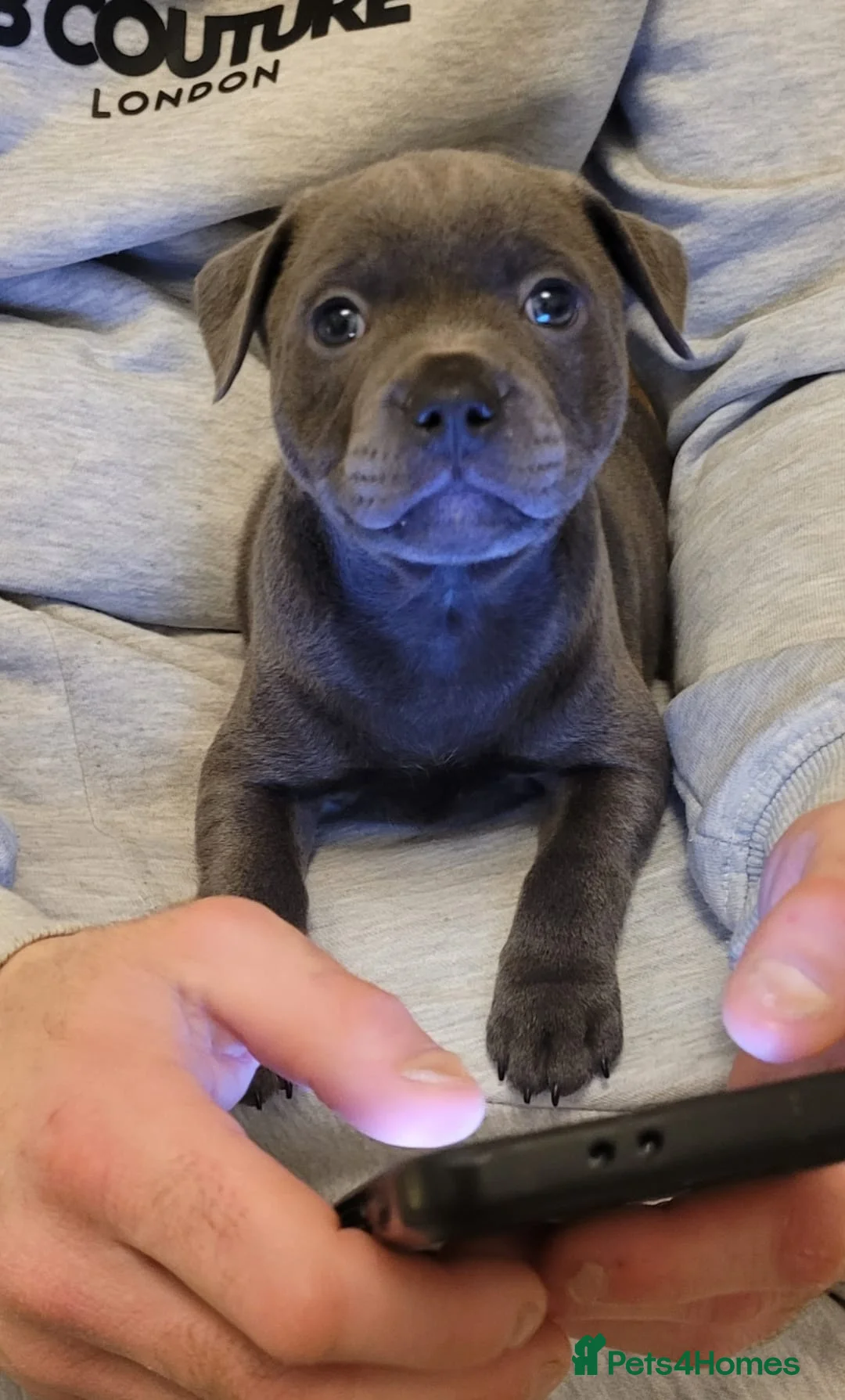 Staffordshire Bull Terrier dogs for sale: Bluebullz☆bullscaff☆5☆☆ready to go 18th 2 left  - Advert 1
