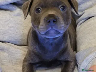 Staffordshire Bull Terrier dogs Bluebullz☆bullscaff☆5☆☆ready to go 18th 2 left - Advert 2