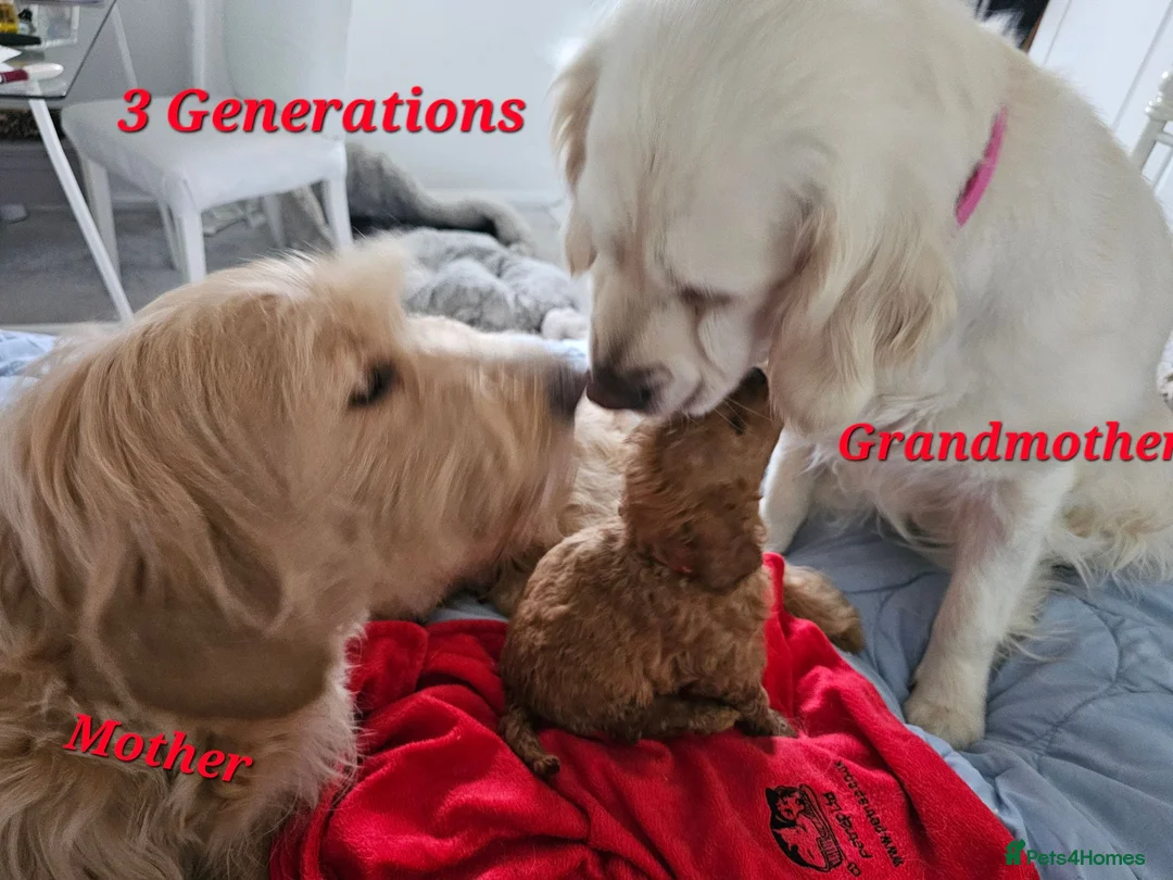 Mini Goldendoodle dogs for sale: Goldendoodle F1b  - Advert 25