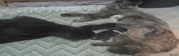Mixed Breed cats for sale: 4 Beautiful Kittens  - Advert 11