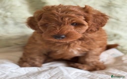 Cockapoo dogs for sale: Gorgeous Cockerpoo F1b - Image 25