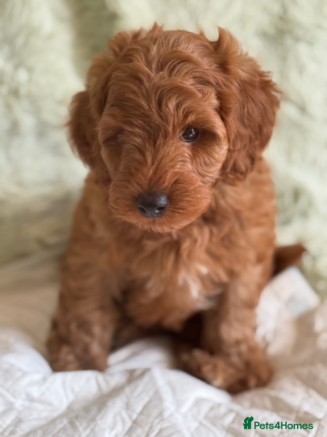 Cockapoo dogs for sale: Gorgeous Cockerpoo F1b - Image 25