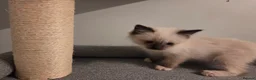 Ragdoll cats for sale: GCCF Ragdoll Kittens - Ready Now (Pet or Active) - Advert 24