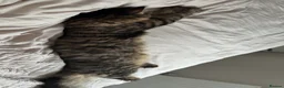 Maine Coon cats for sale: Maine coon cross for sale  in Nottingham - Advert 3