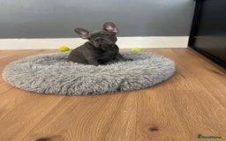 French Bulldog dogs for sale: Reduced Fench bulldogs open to closet offer - Image 22