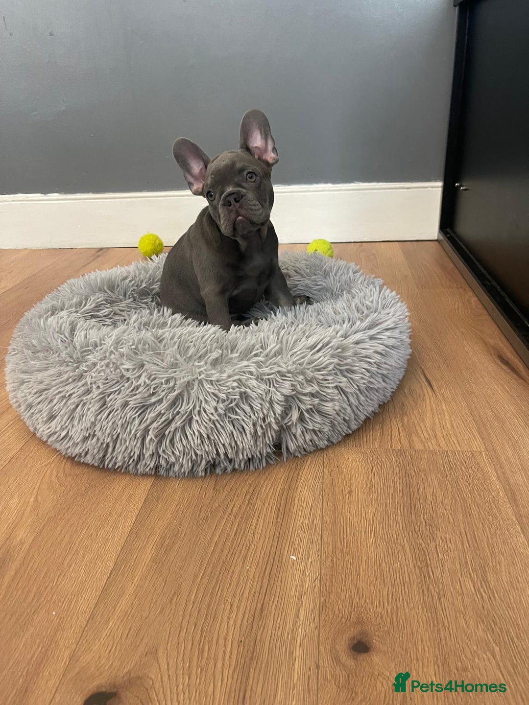 French Bulldog dogs for sale: Reduced Fench bulldogs open to closet offer - Image 22