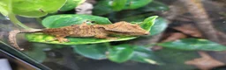 Gecko reptiles for sale: Dalmatian Crested Gecko Girl in Stockport - Advert 2