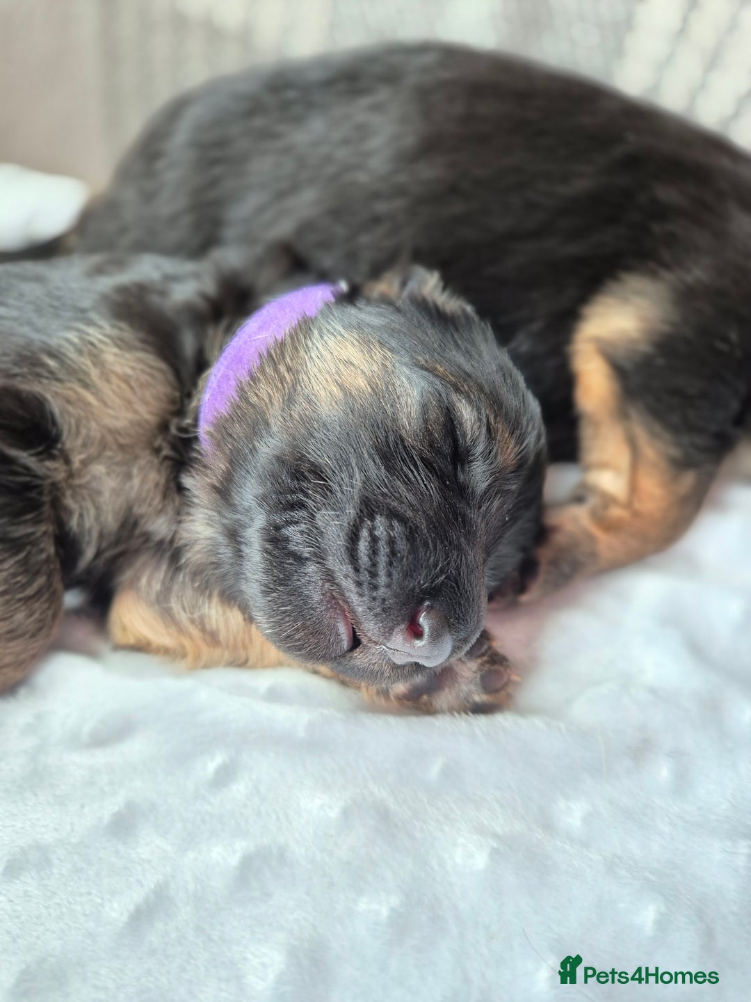 German Shepherd dogs for sale: German Shepherd  - Image 3